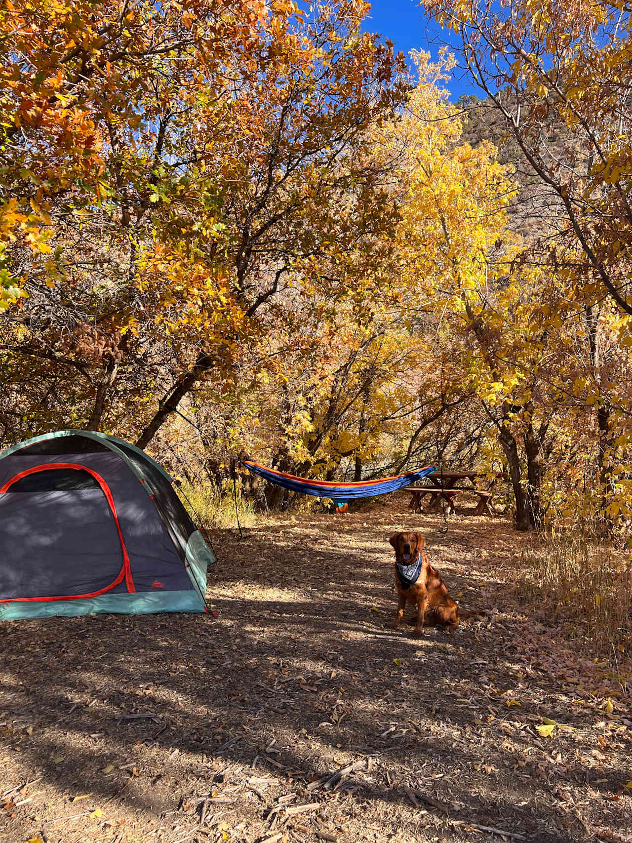 Wild Abandon Ranch