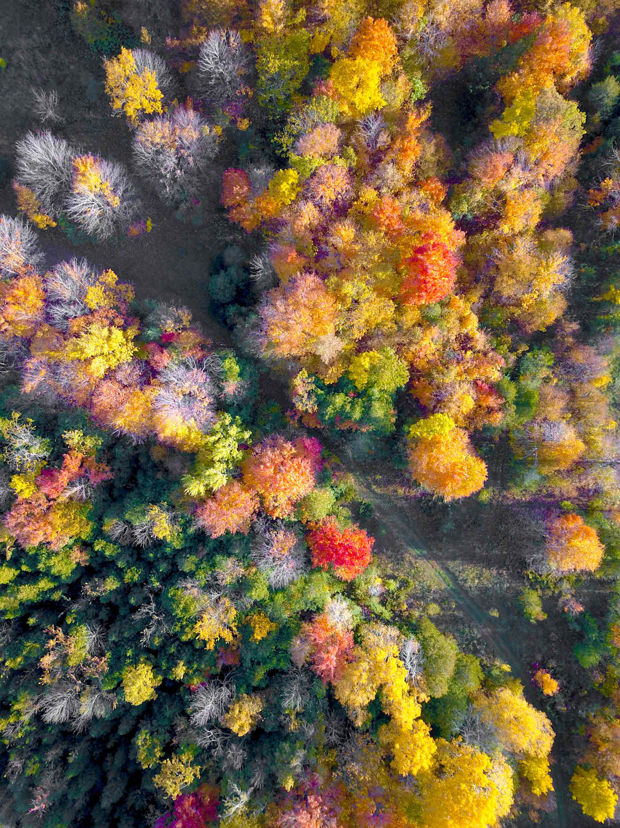 Stonegate Farm - old-growth maple forest