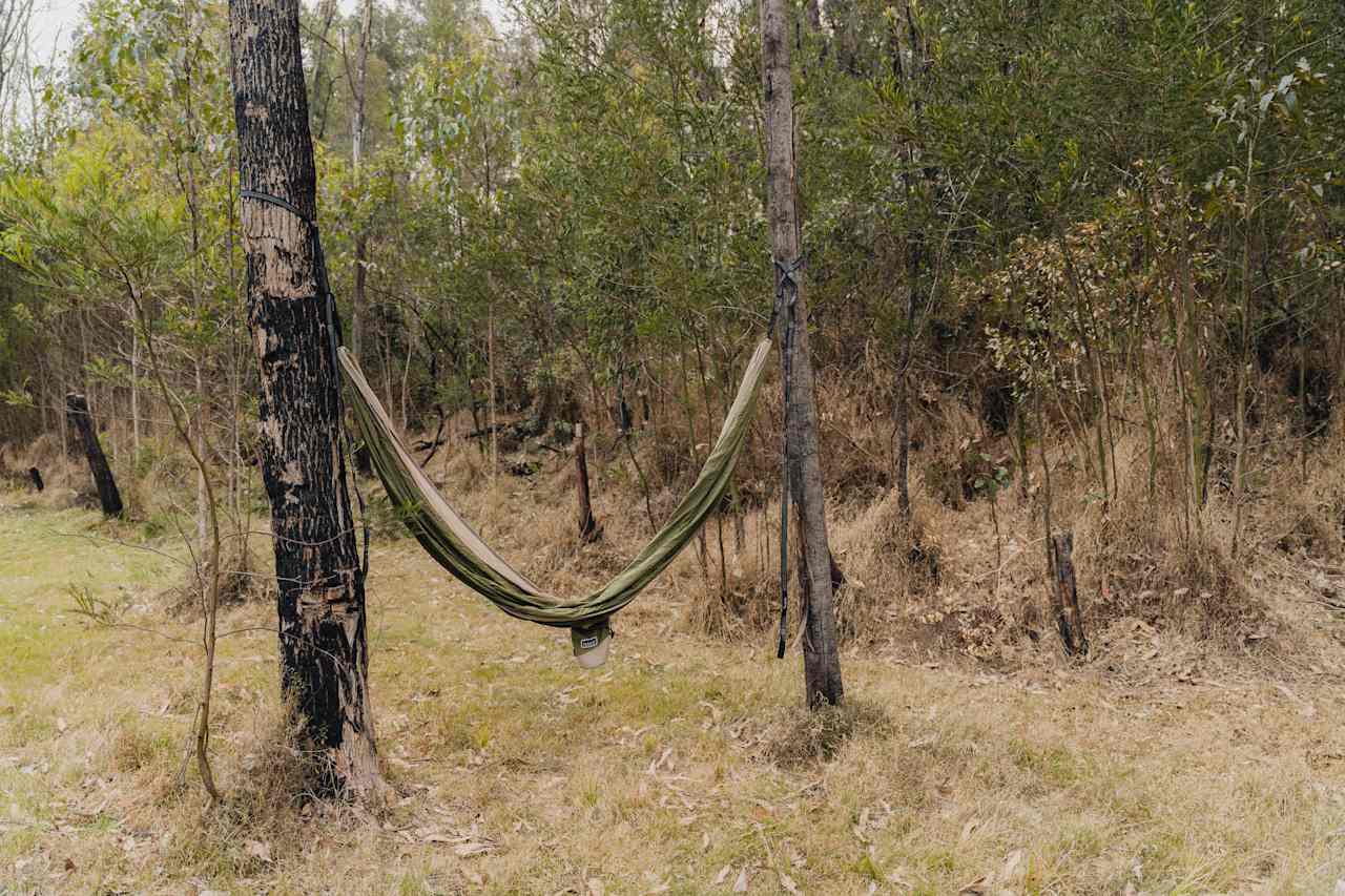 Plenty of spots to set up your hammock