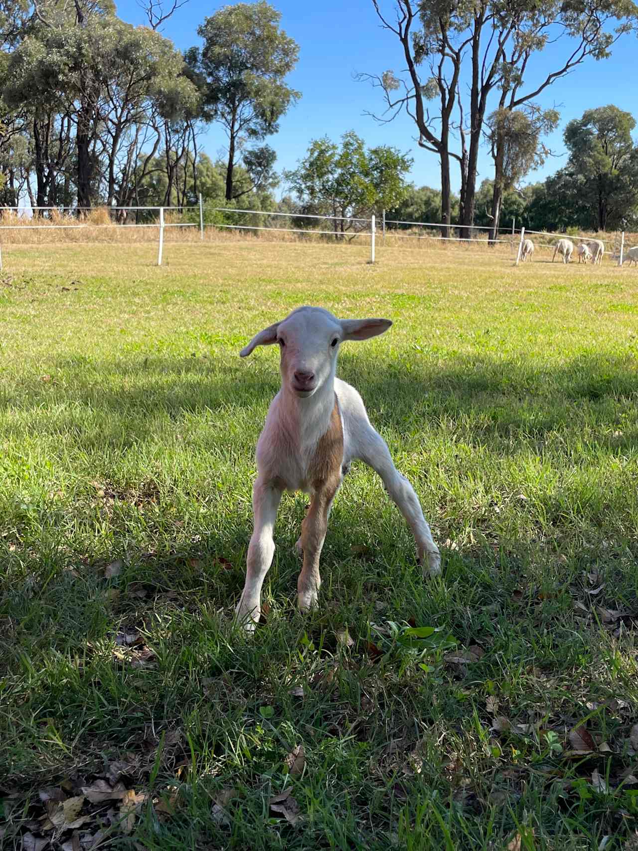 Waverley Historical Homestead