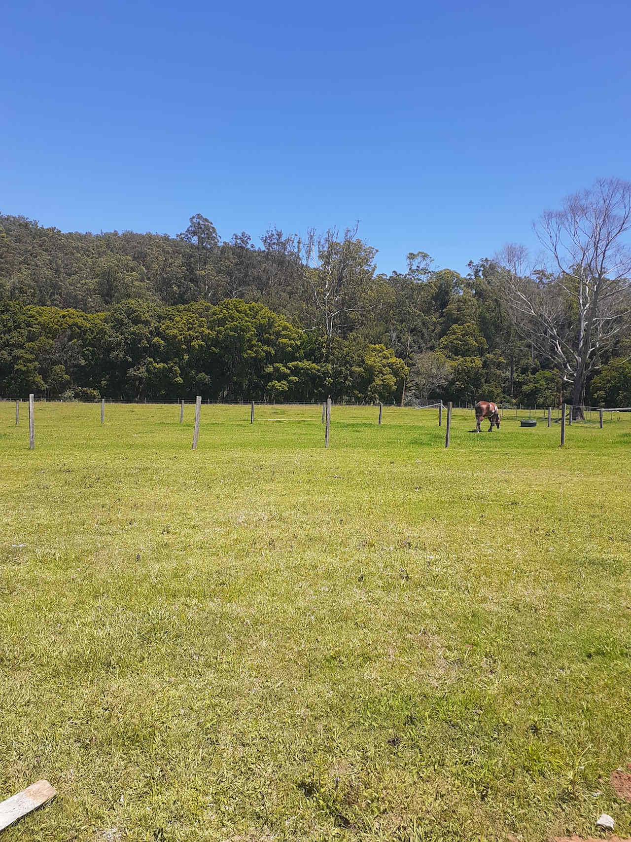 Camp area paddock