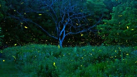 Dark Skies and Fireflies ~ Heart of Virginia