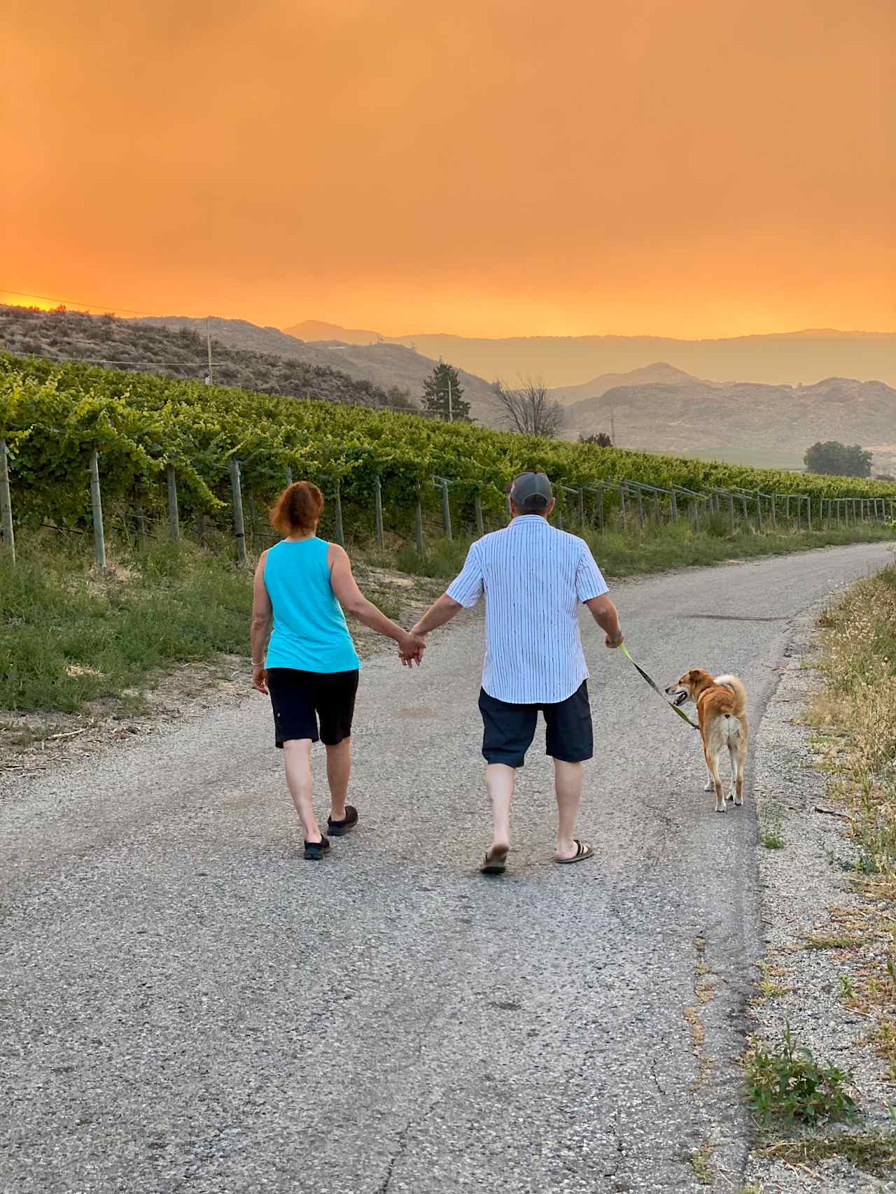 Enjoy a nice walk with your furry friends in our peaceful neighbourhood surrounded by vineyards.