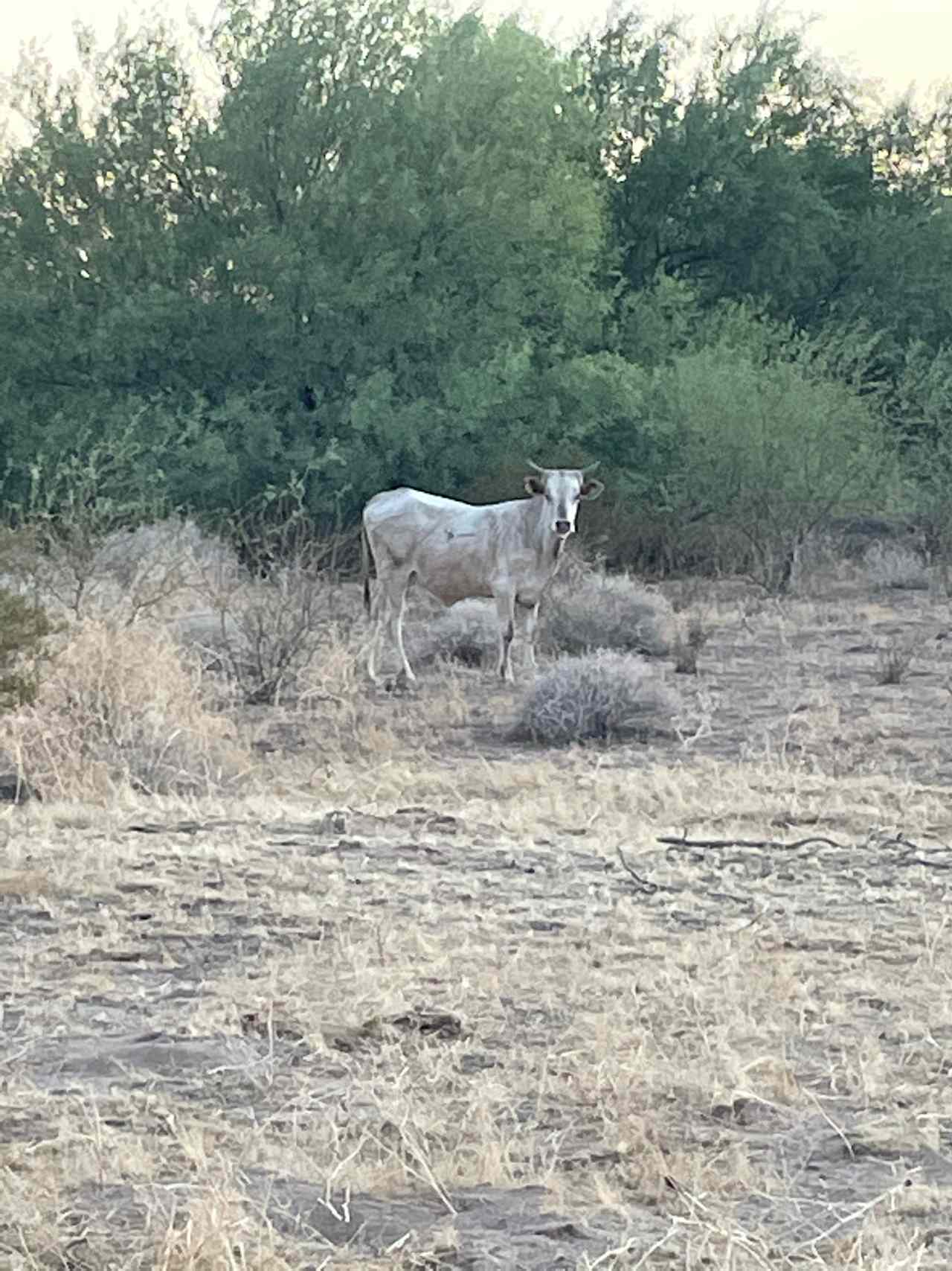 Free ranging cow