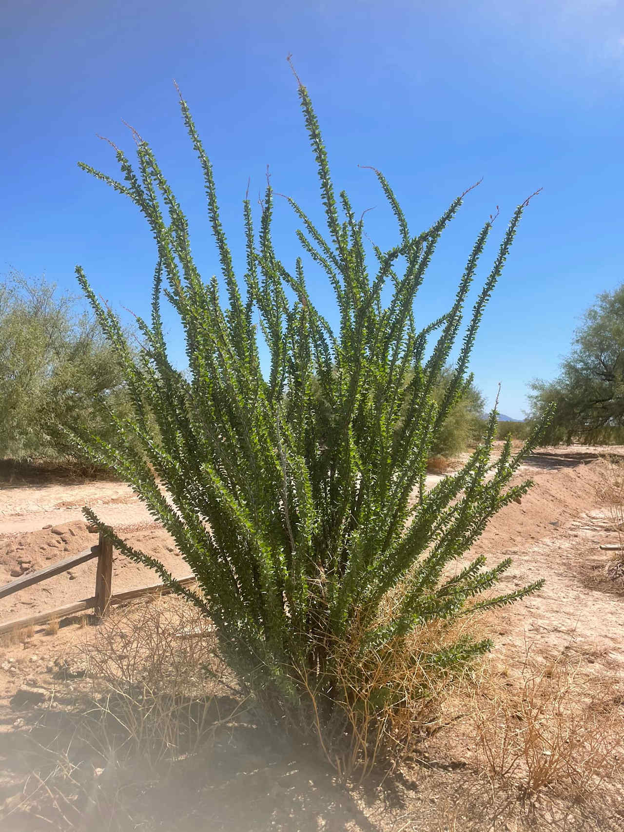 Ocotillo 