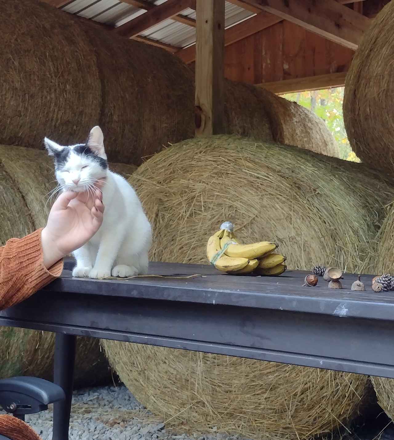 Boo! One of the sweet barn kitties