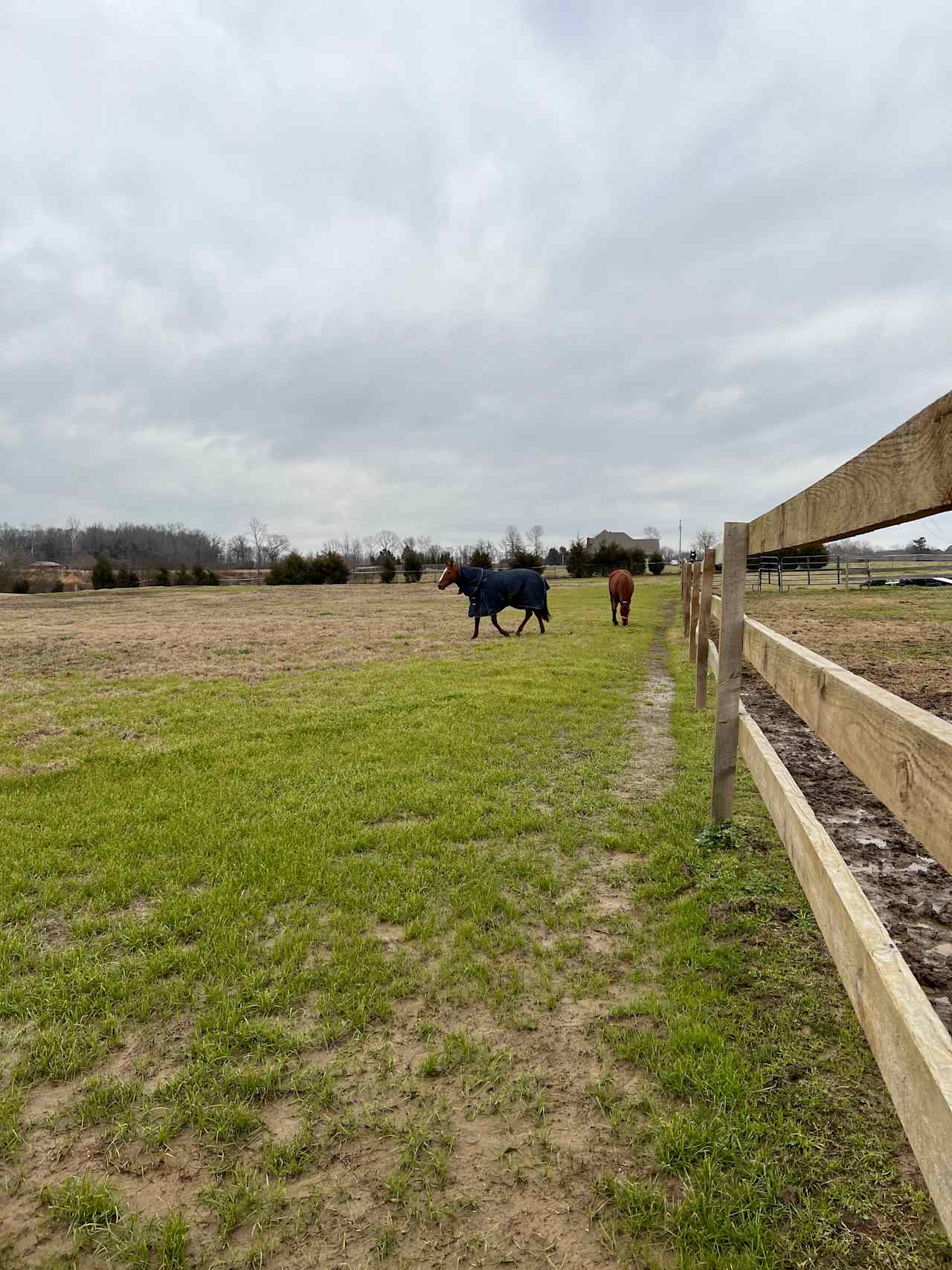 Second Chance Thoroughbreds