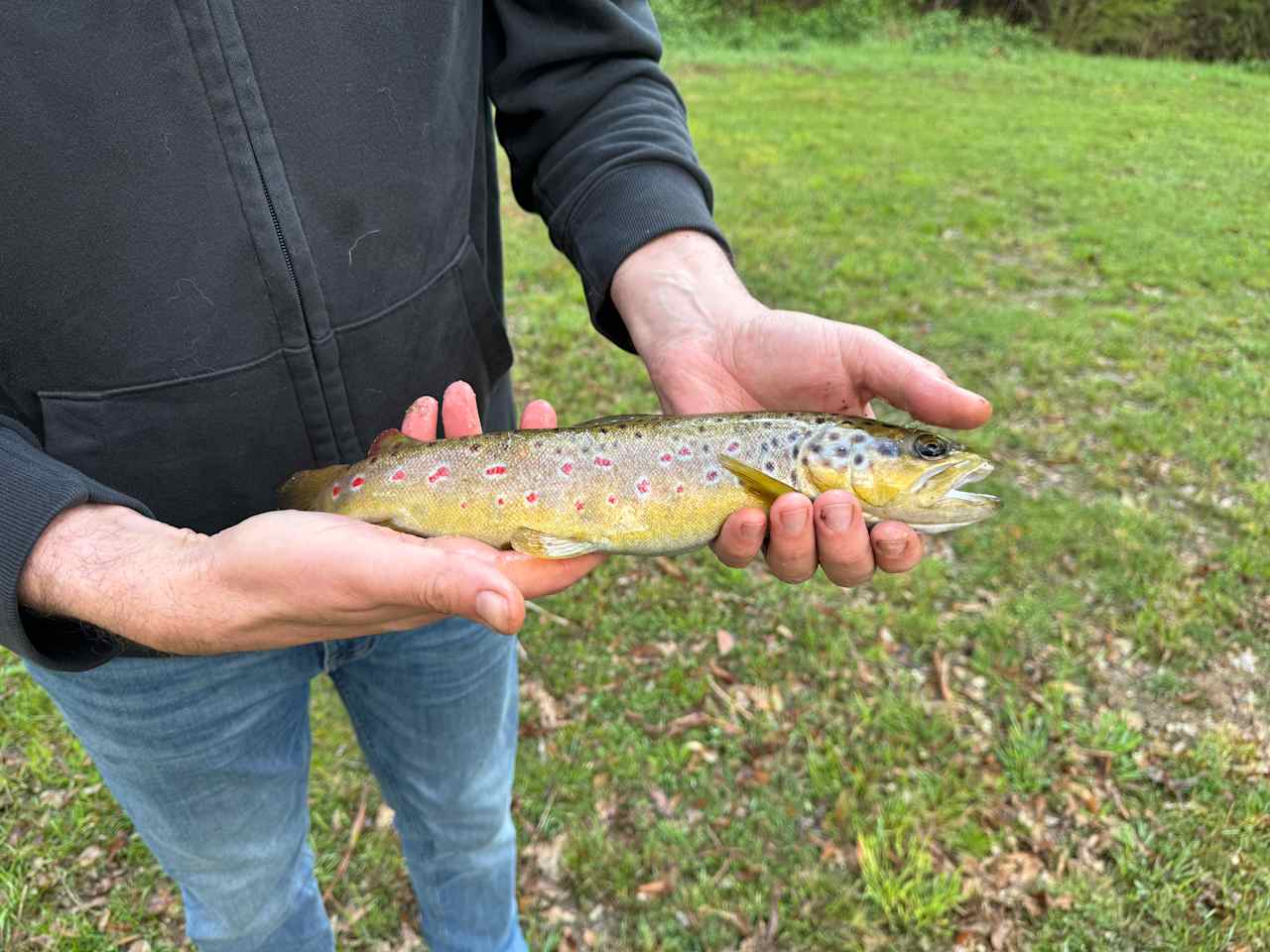 Rainbow Trout