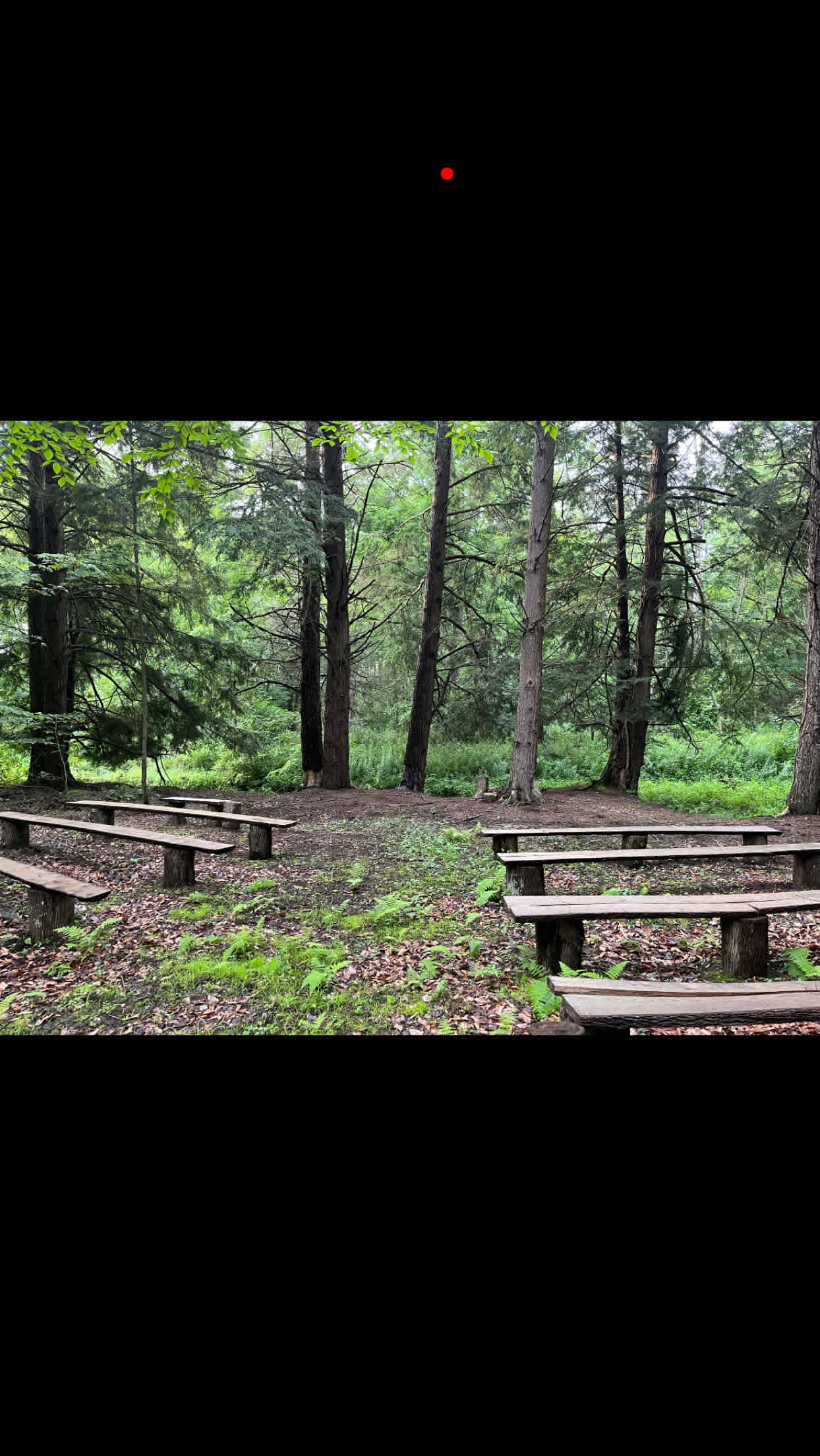 South Pine woods gathering area