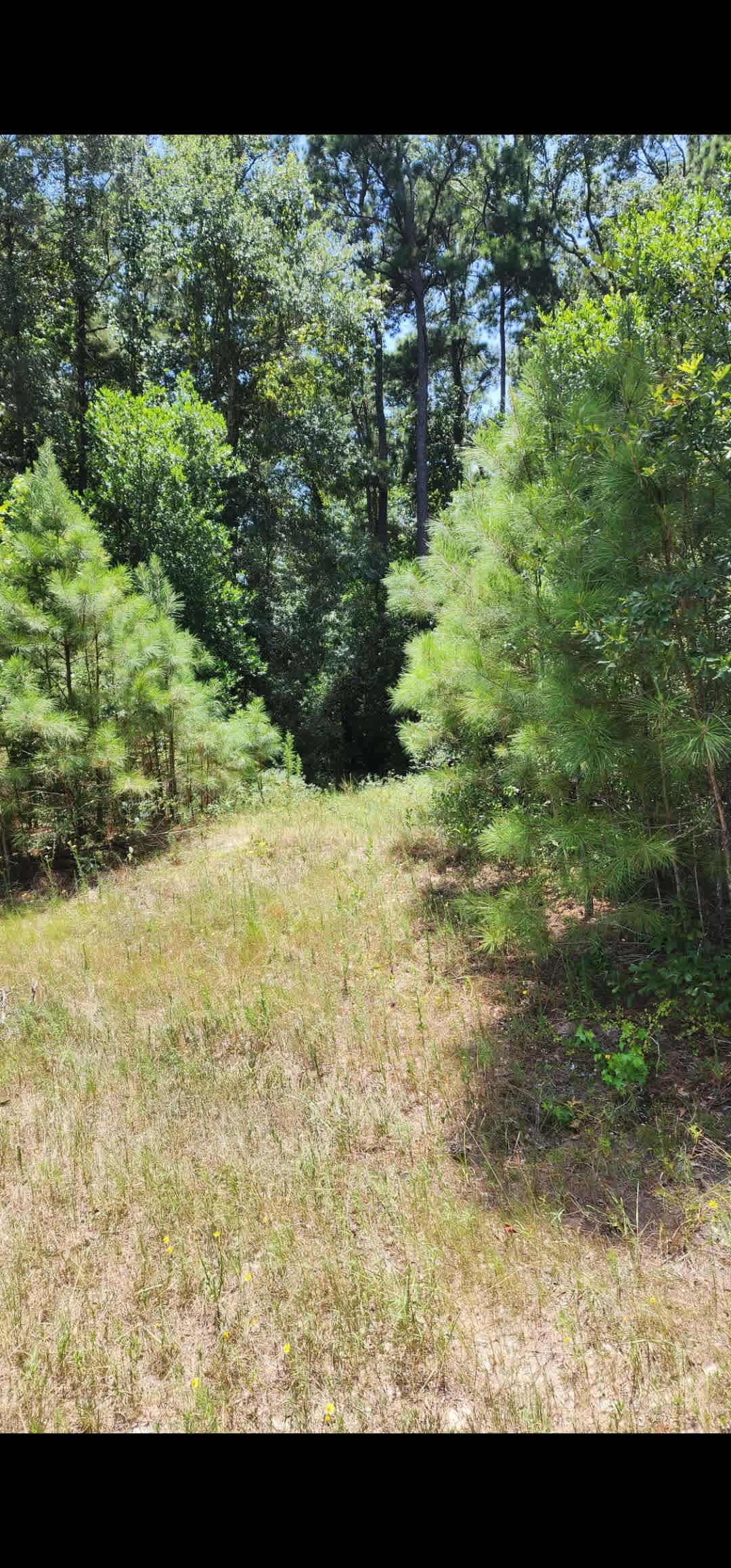 View when entering the pathway to the campsite