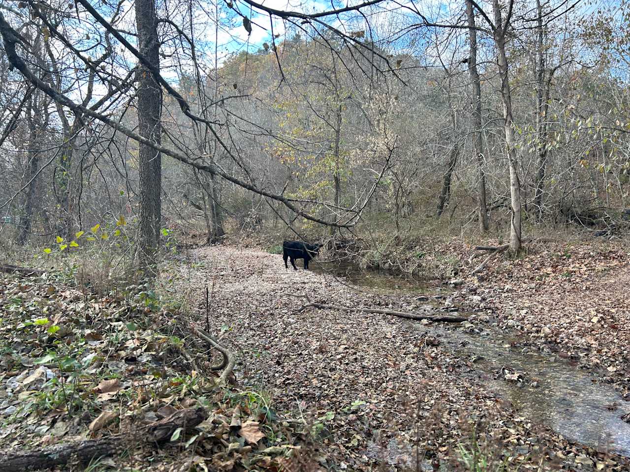 Creekside Camping at Rocky Acres