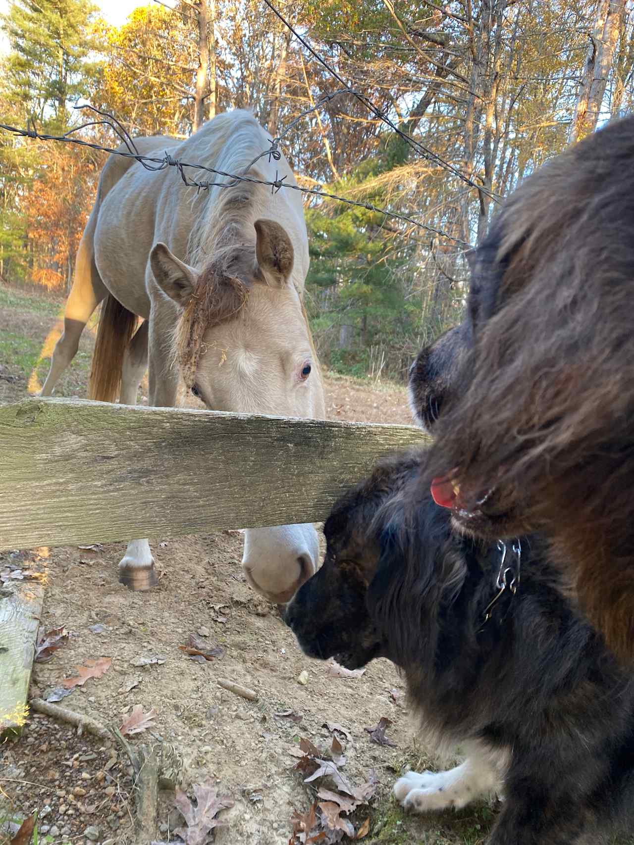 Making Friends 🥰 🐕‍🦺🐕‍🦺🐴