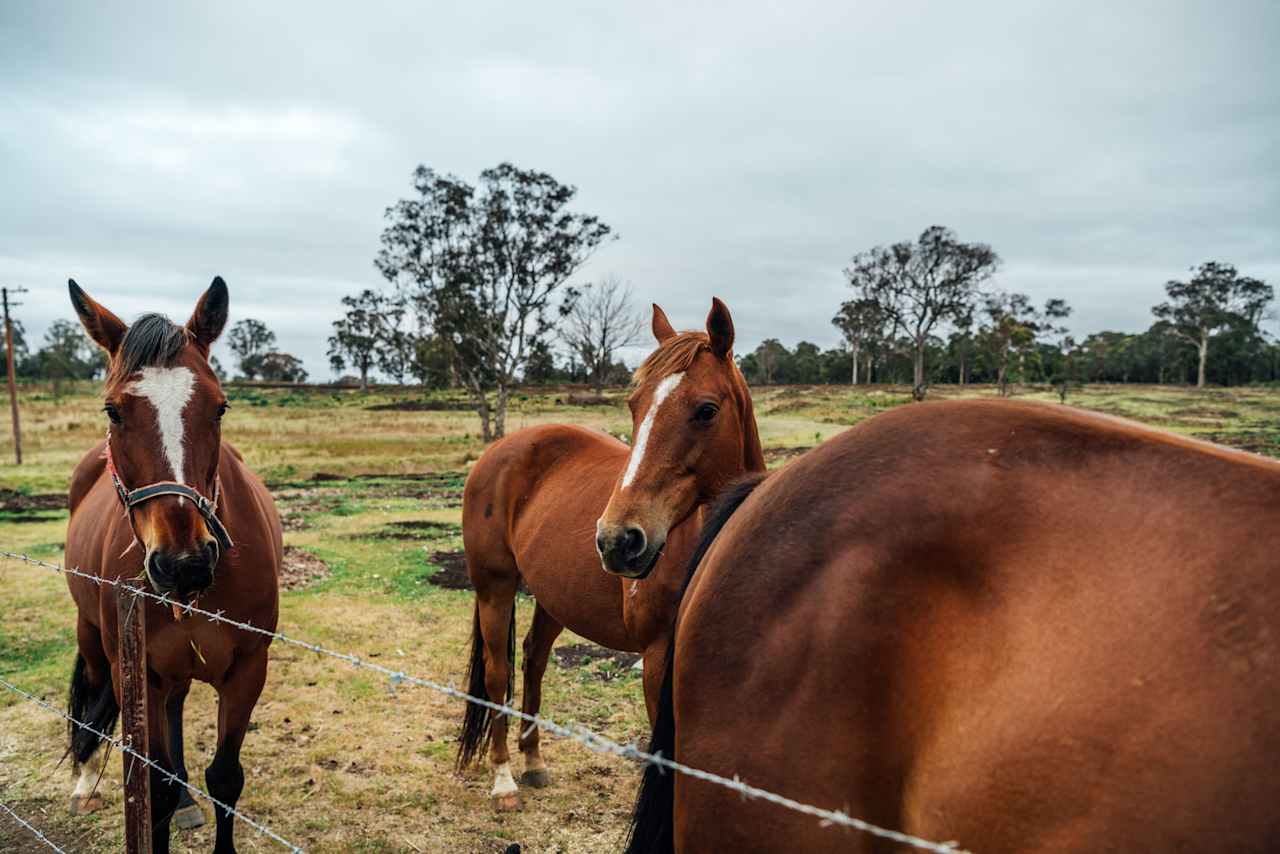 Beautiful horses on the property.