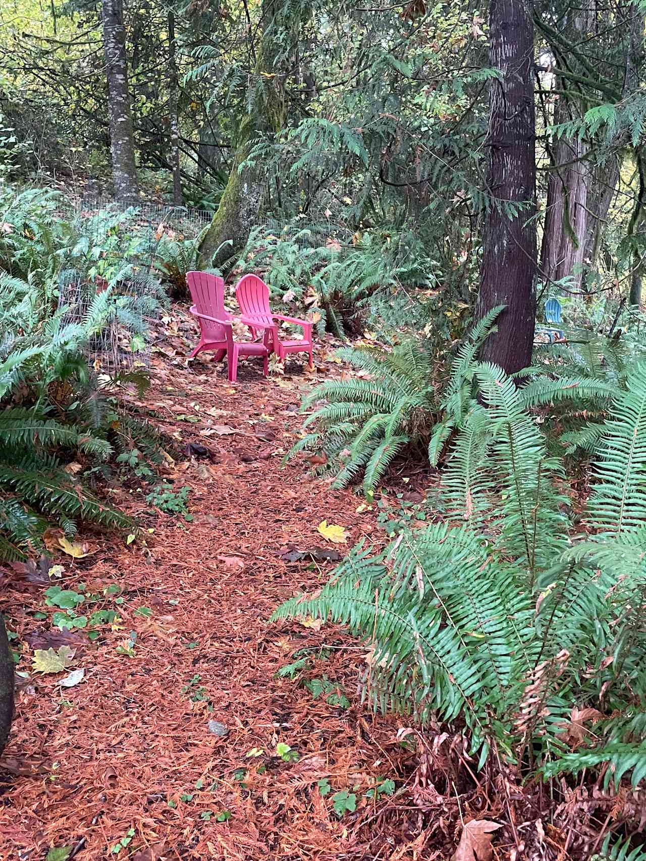 Forest Garden