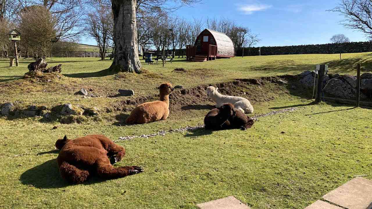 Llwyn Onn Glamping, North Wales.