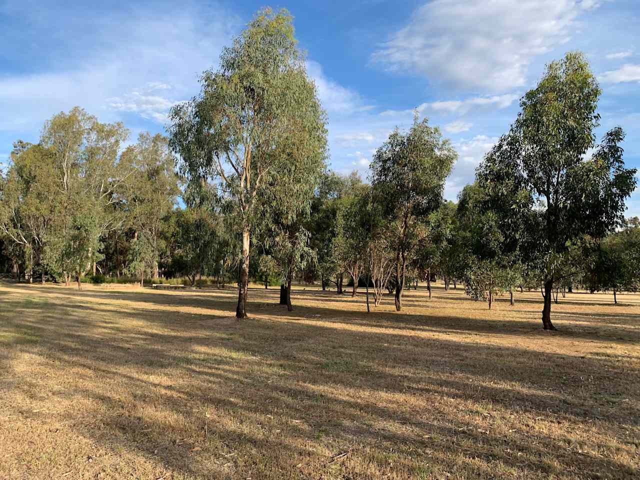 Native tree camping area 