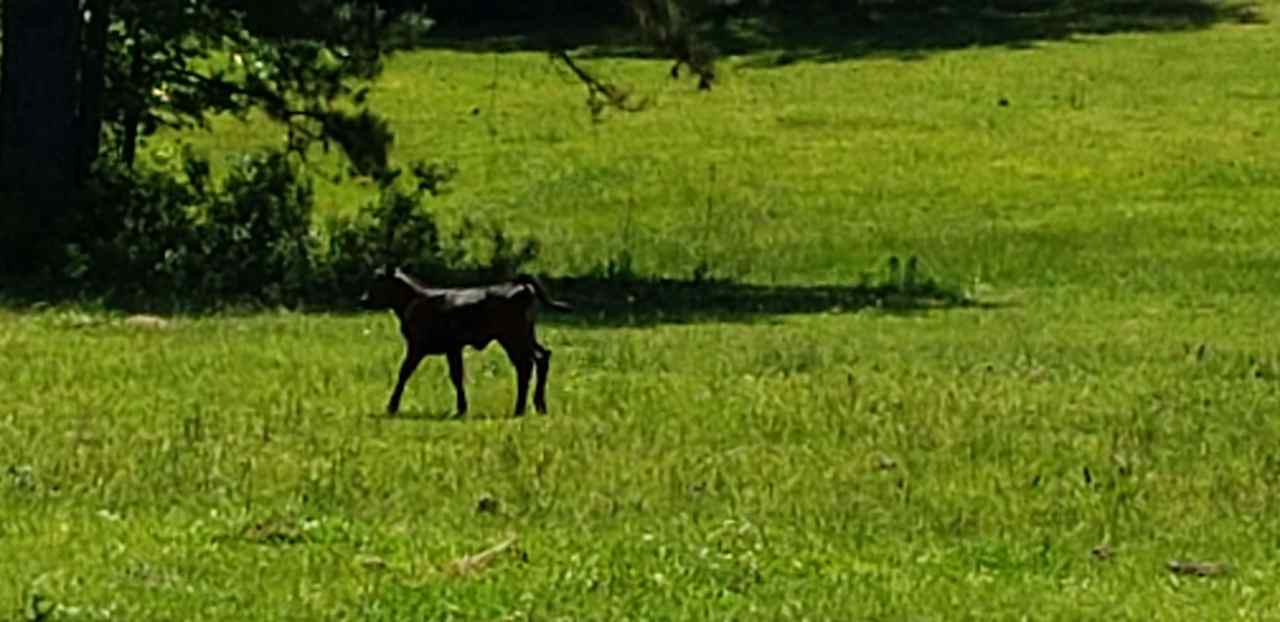 Walston Farm