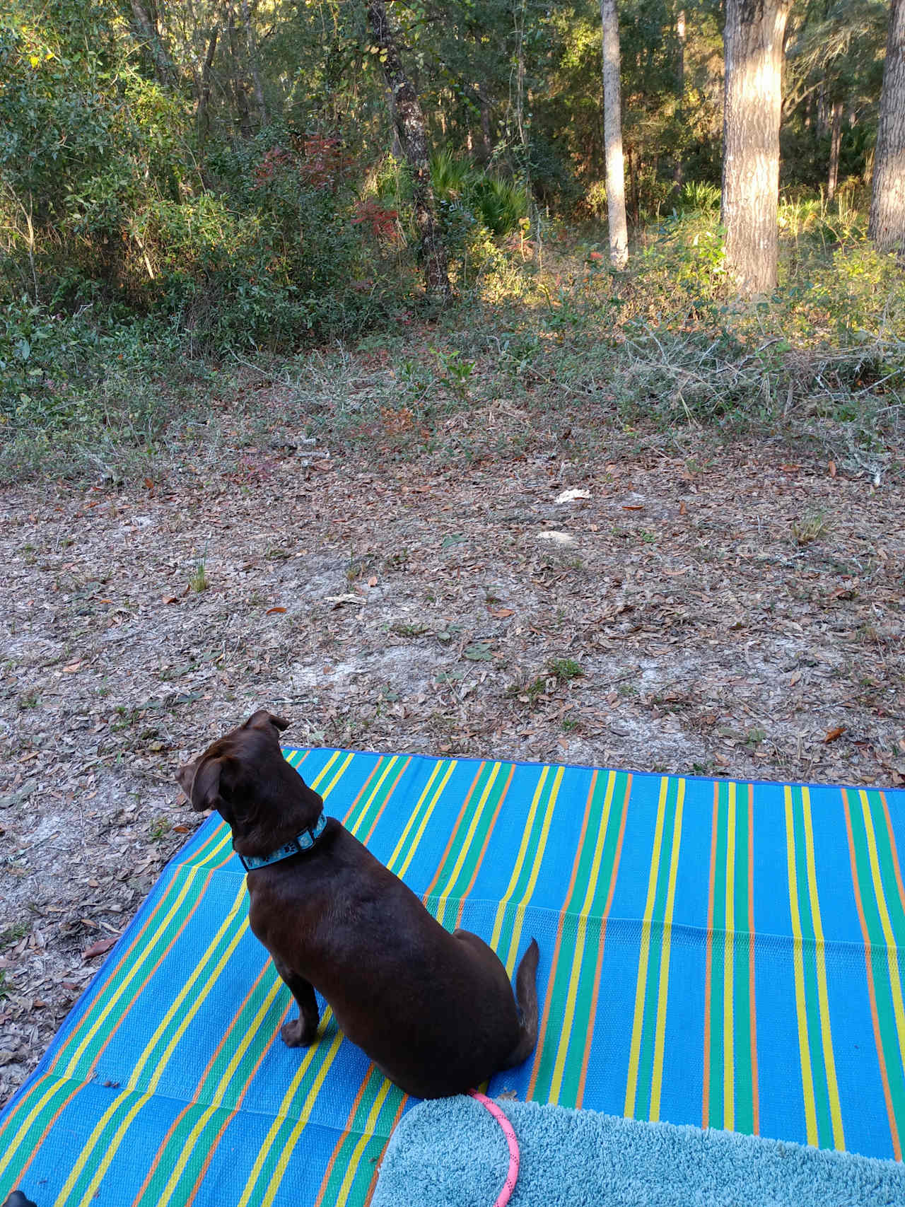 Our dog, checking out the squirrels. 