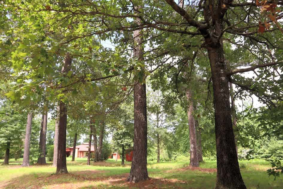 This is our developing food forest, where we continue to add medicinal herbs, fruit trees, and vegetables, for sustainable living, gifted by Mother Nature.