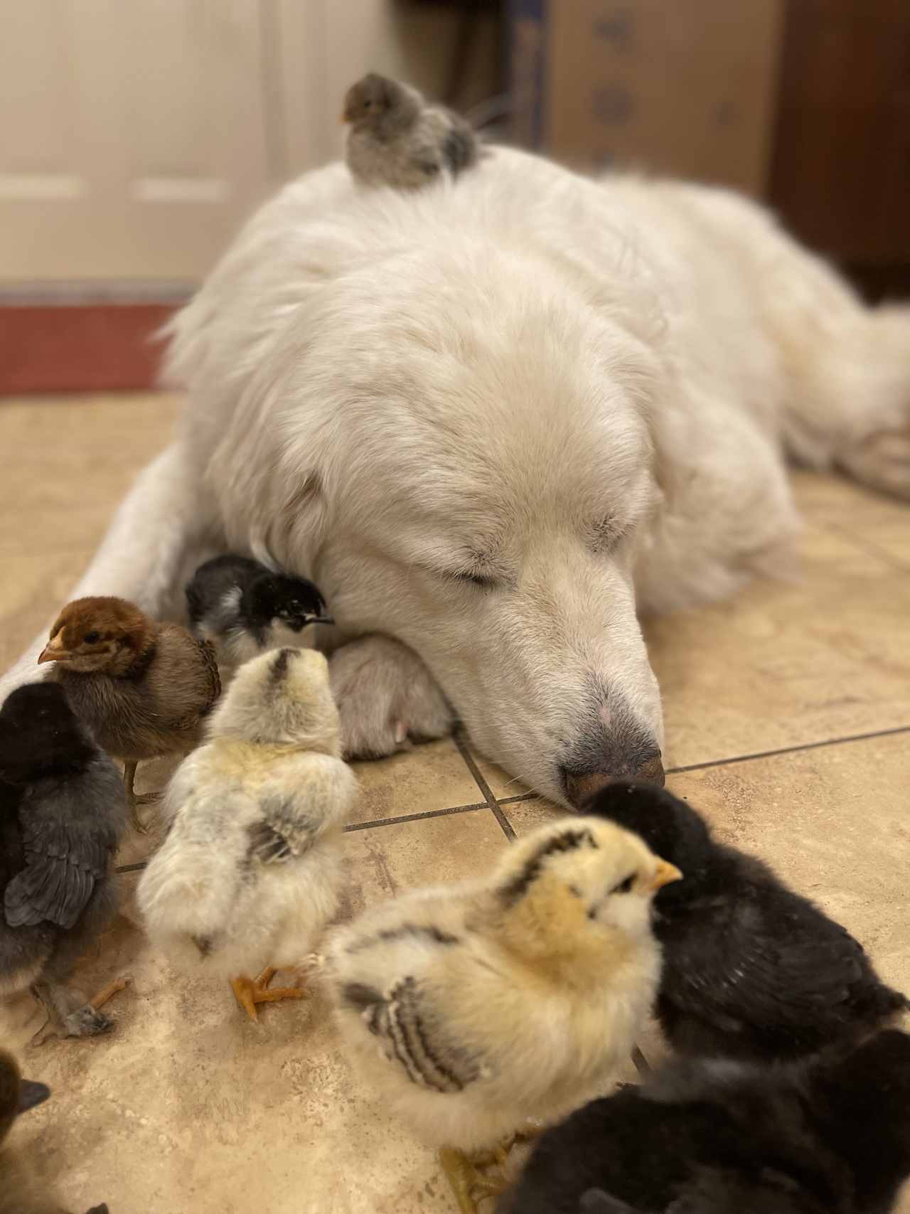 Yeti our Great Pyrennees guards the flocks