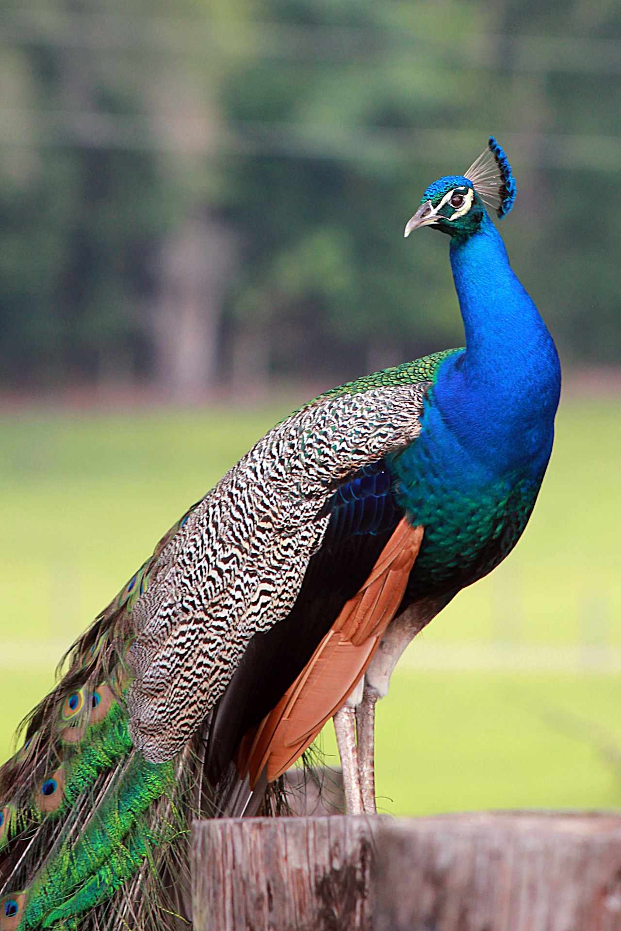 Gulf Winds Wildlife Sanctuary