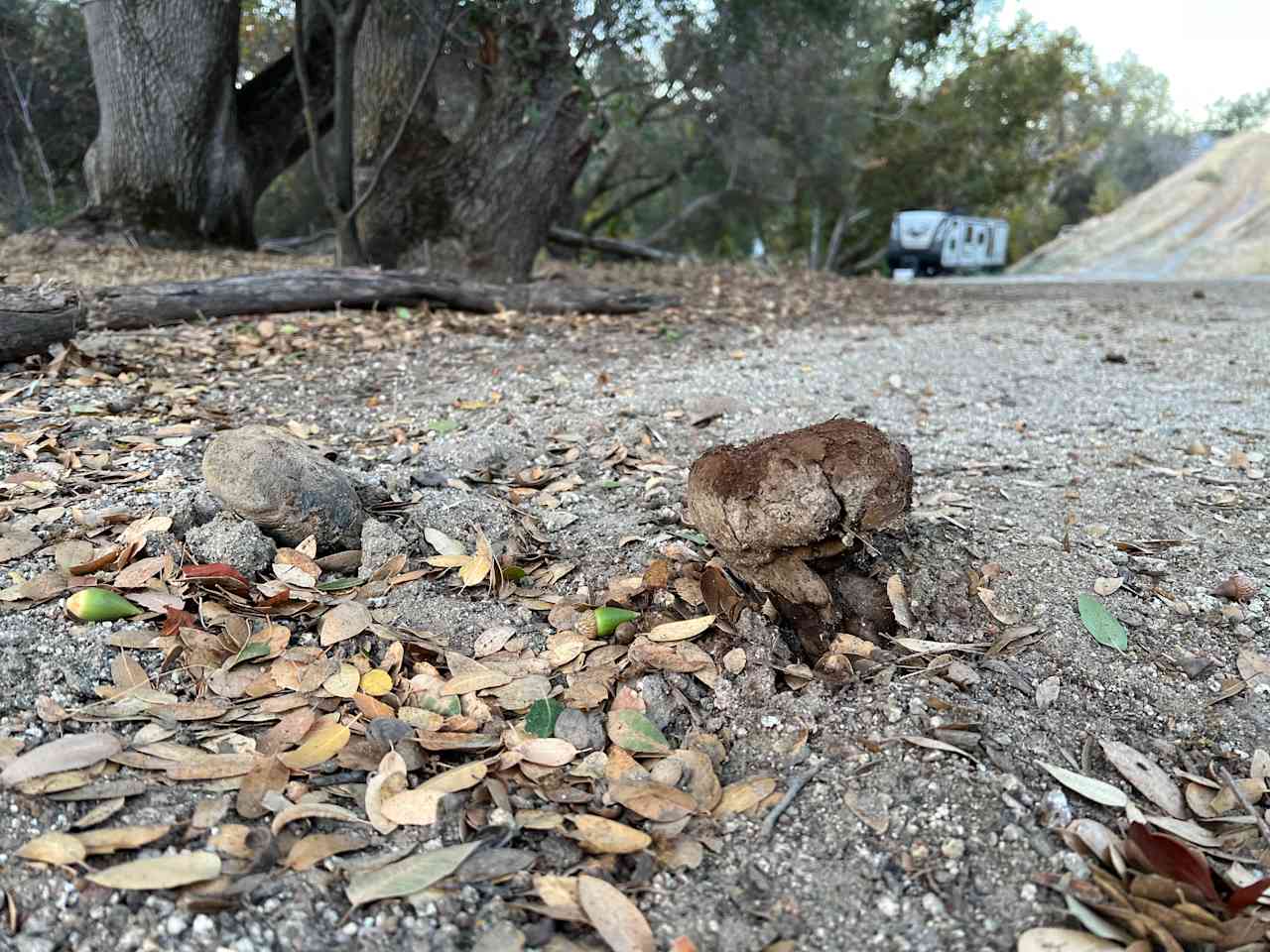 Weird mushrooms 