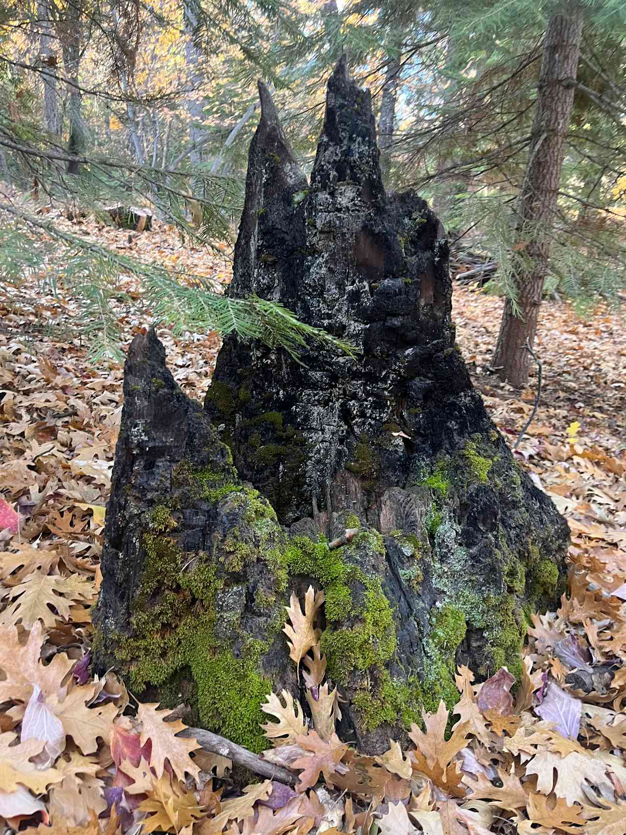 Around the property 
