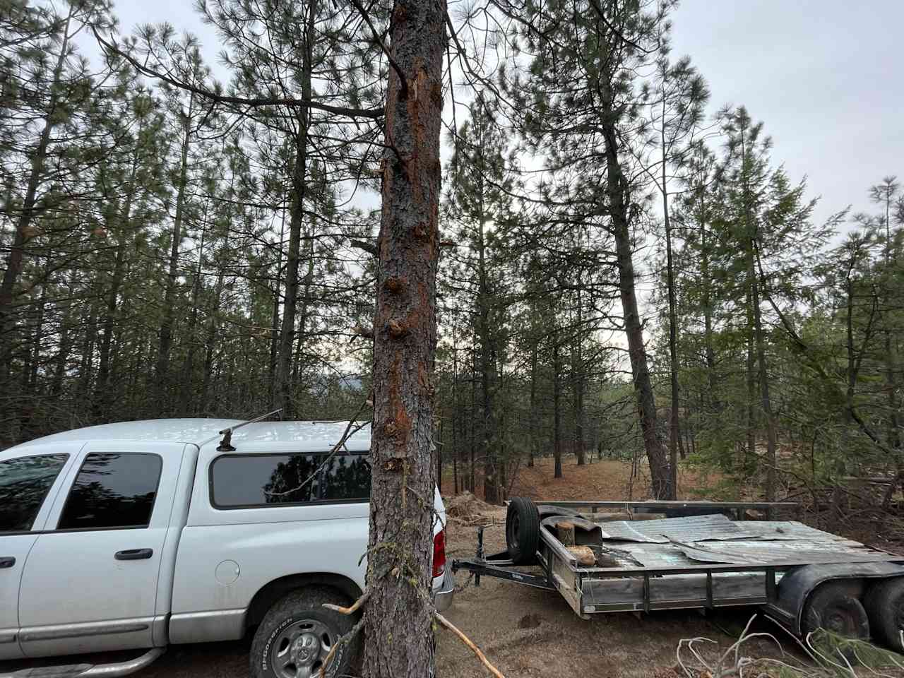 Site 3 -  view of forest 