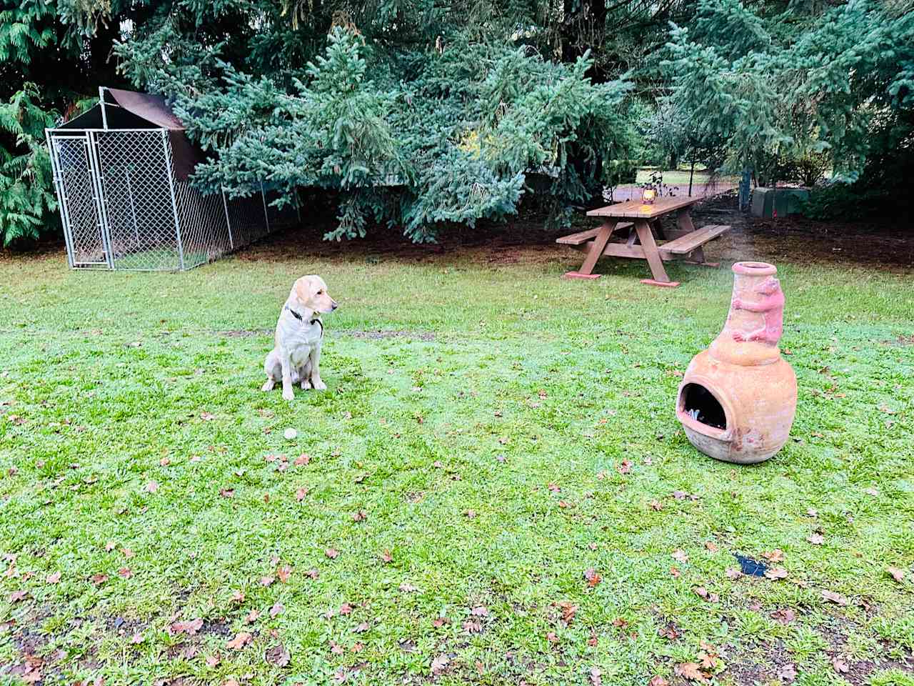 Level campsite shaded by evergreens. Dog kennel, picnic table, chiminea (firewood incl), power cord. Grass is 30' x 45', paved parking is 15' x 45'.