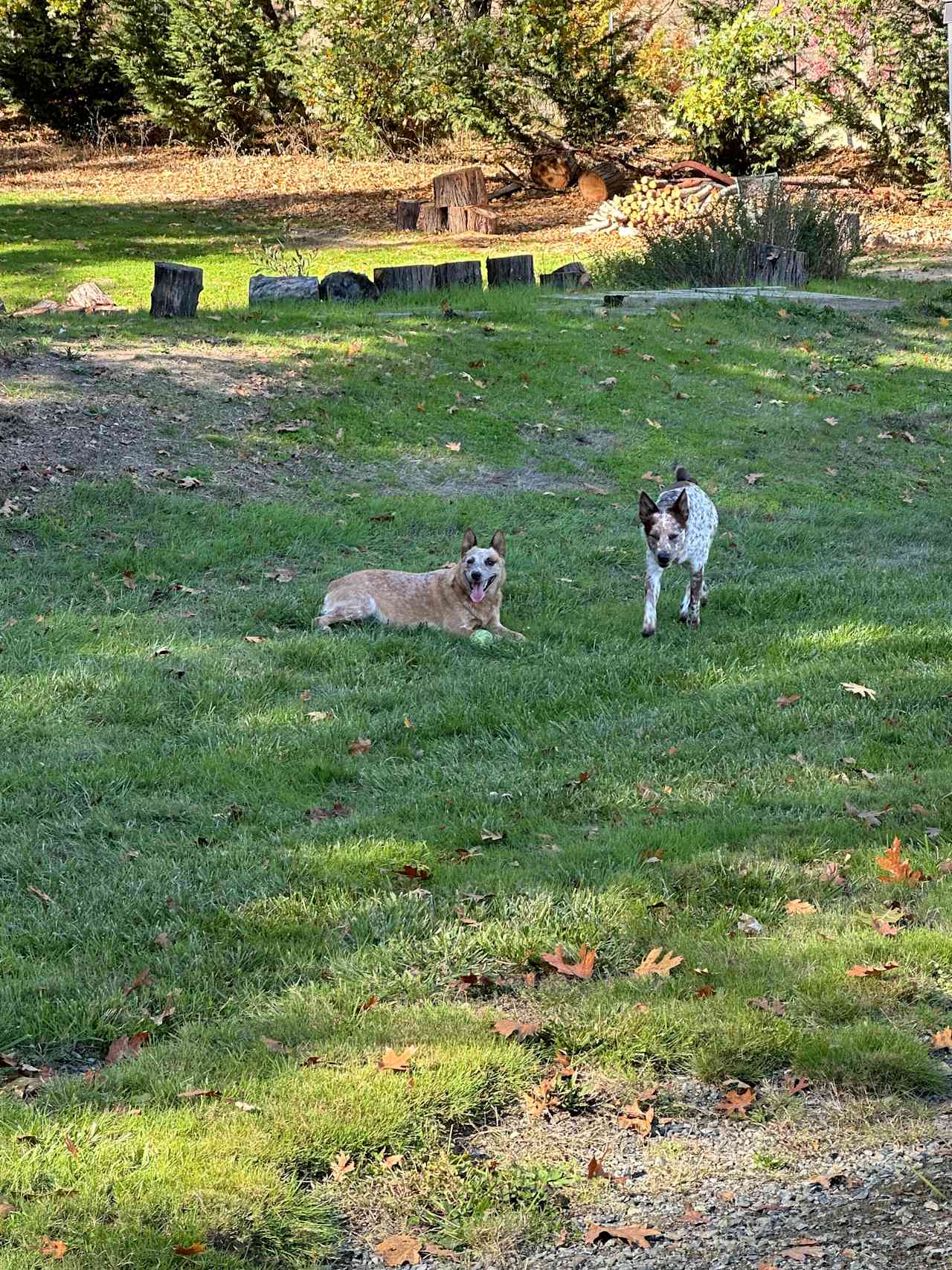 Dogs playing on the property