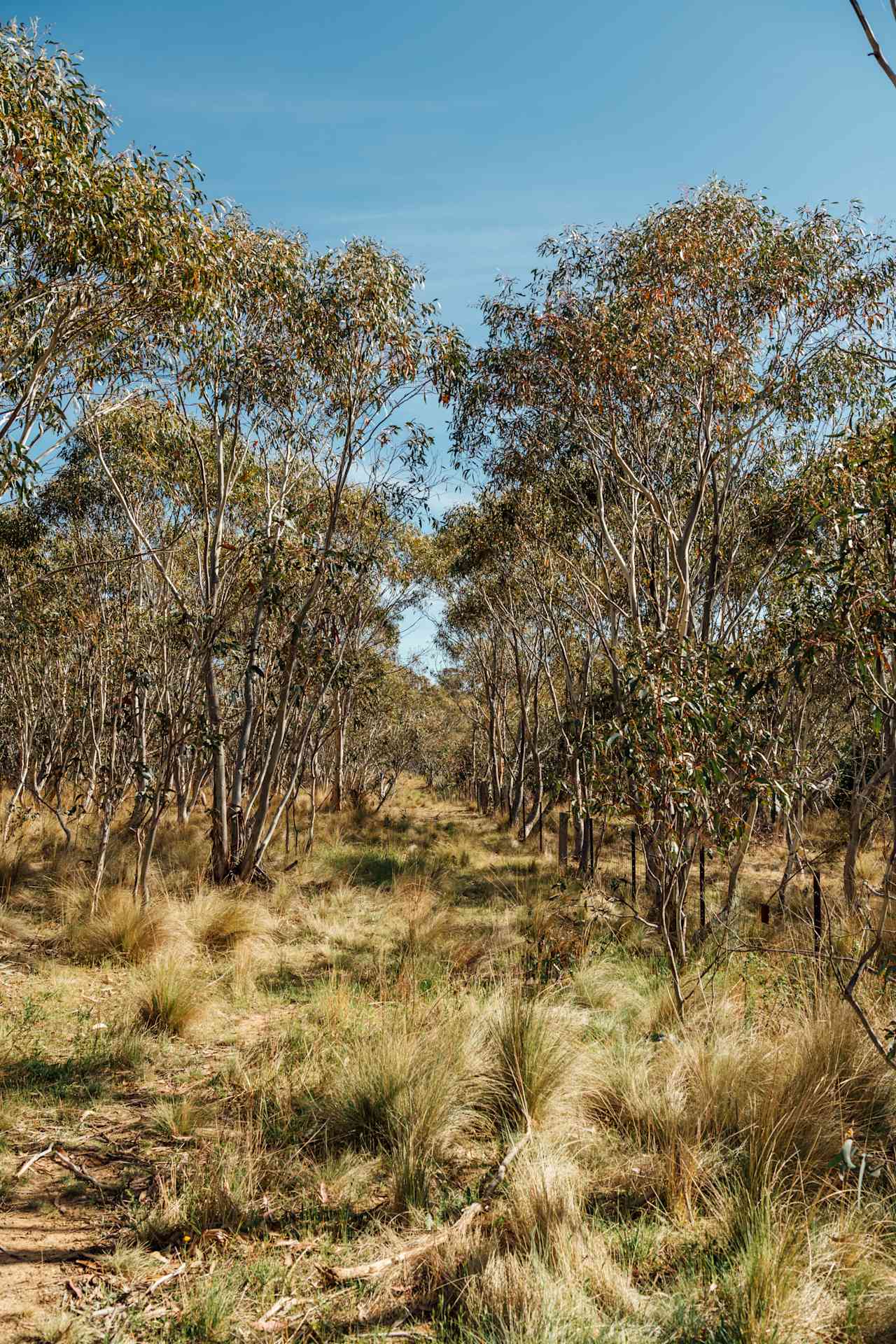 Beautiful paths through the snow gums to explore.