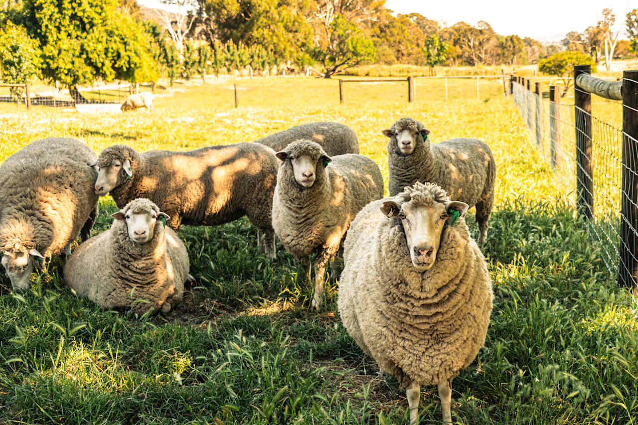 Inside the sheep pen, they were very friendly!