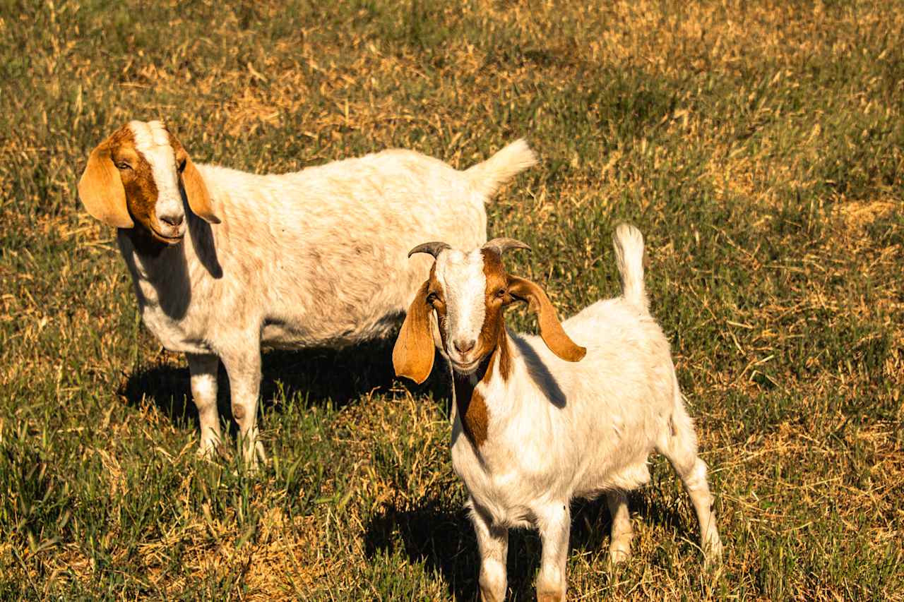 Mother and baby goat!