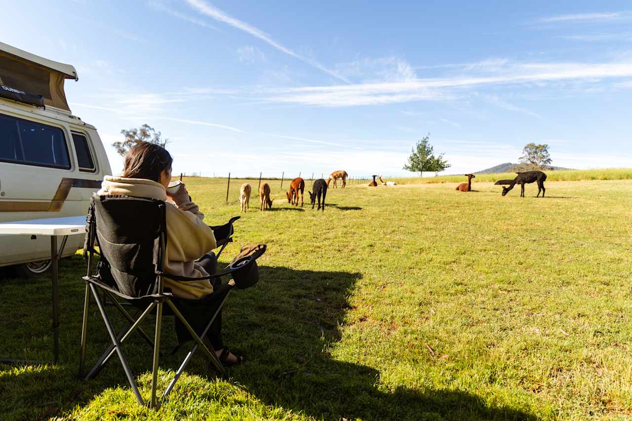 Alpacas came to visit while we enjoyed breakfast