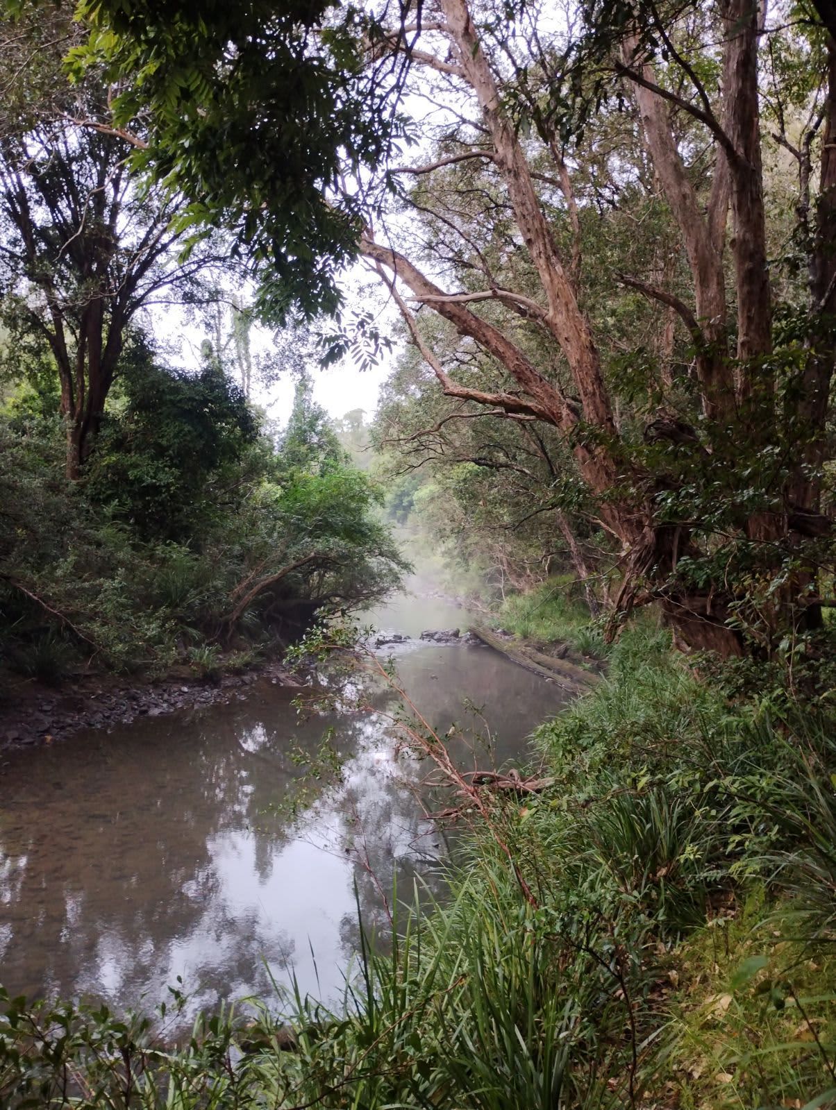 Our creek, where we have spotted the occasional platypus! 