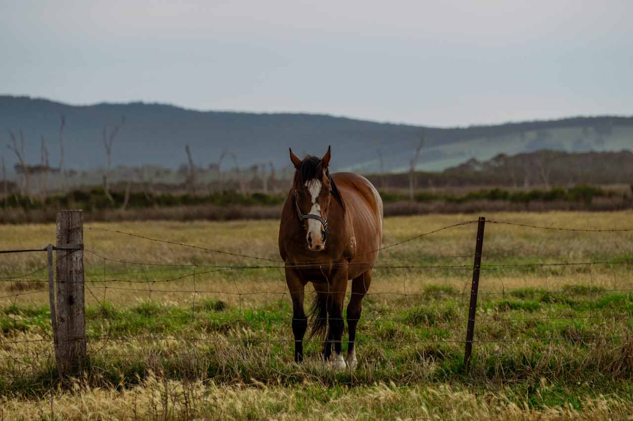 Horses share a fence with the campsite. 