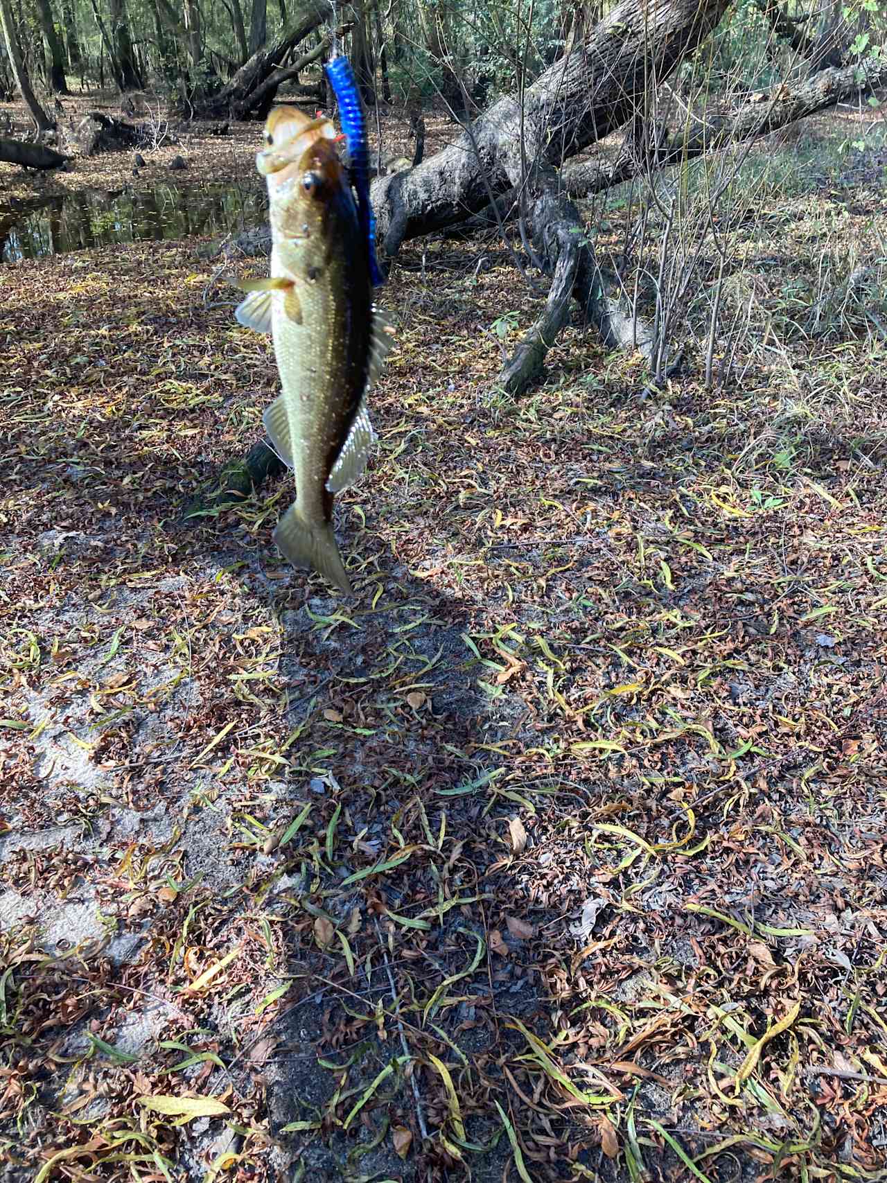 Edisto River Retreat