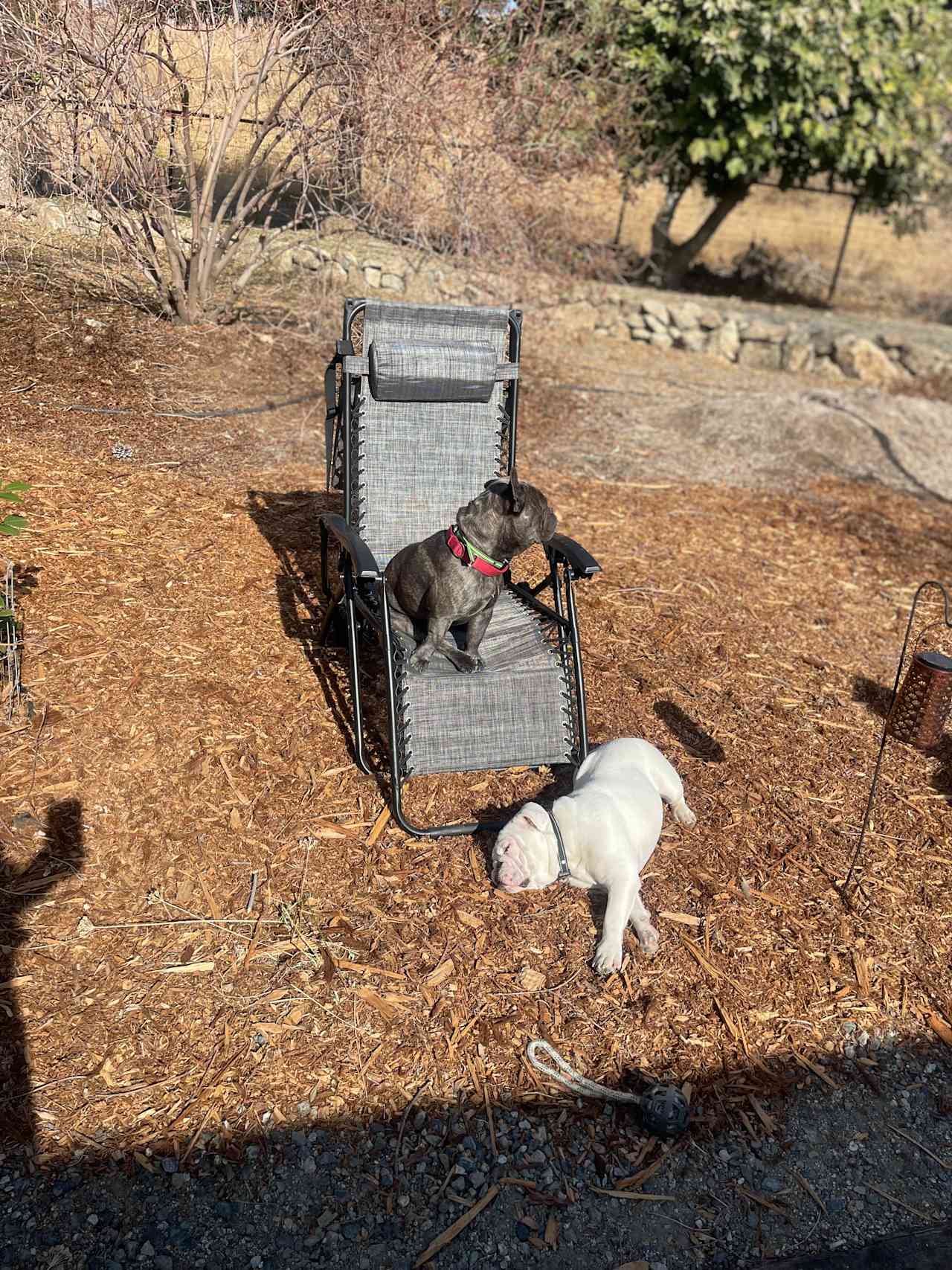 The boys enjoying sun in the yard.