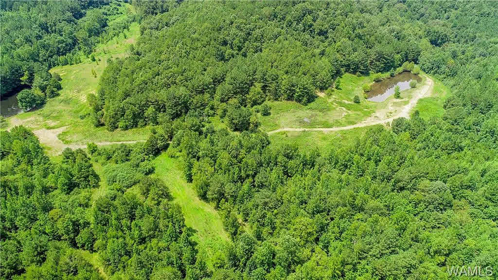 We have beautiful pine and mixed hardwood woods, you might see deer, rabbits, squirrels, even turkey.  Many berry bushes grapes,  and flowers.  