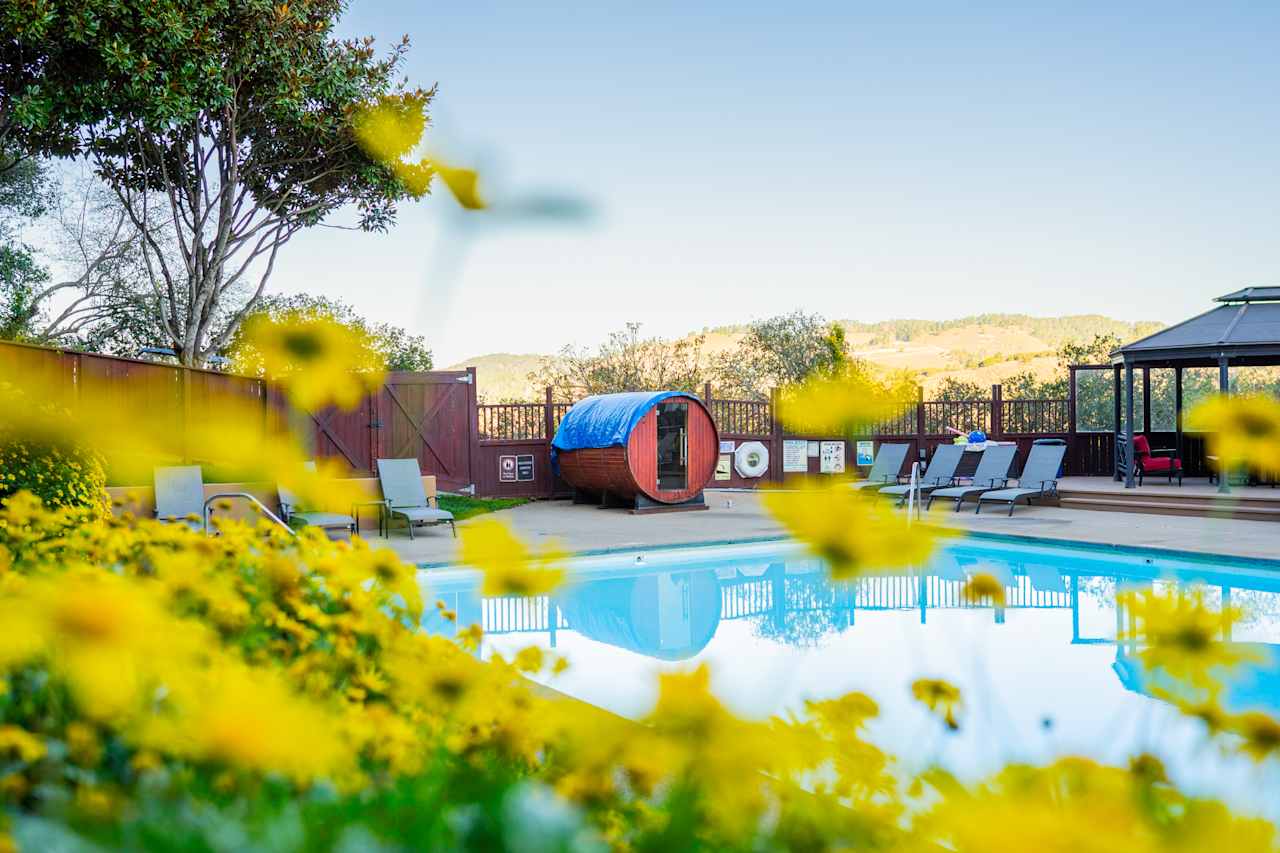 Yellow flowers bloom by the pool!