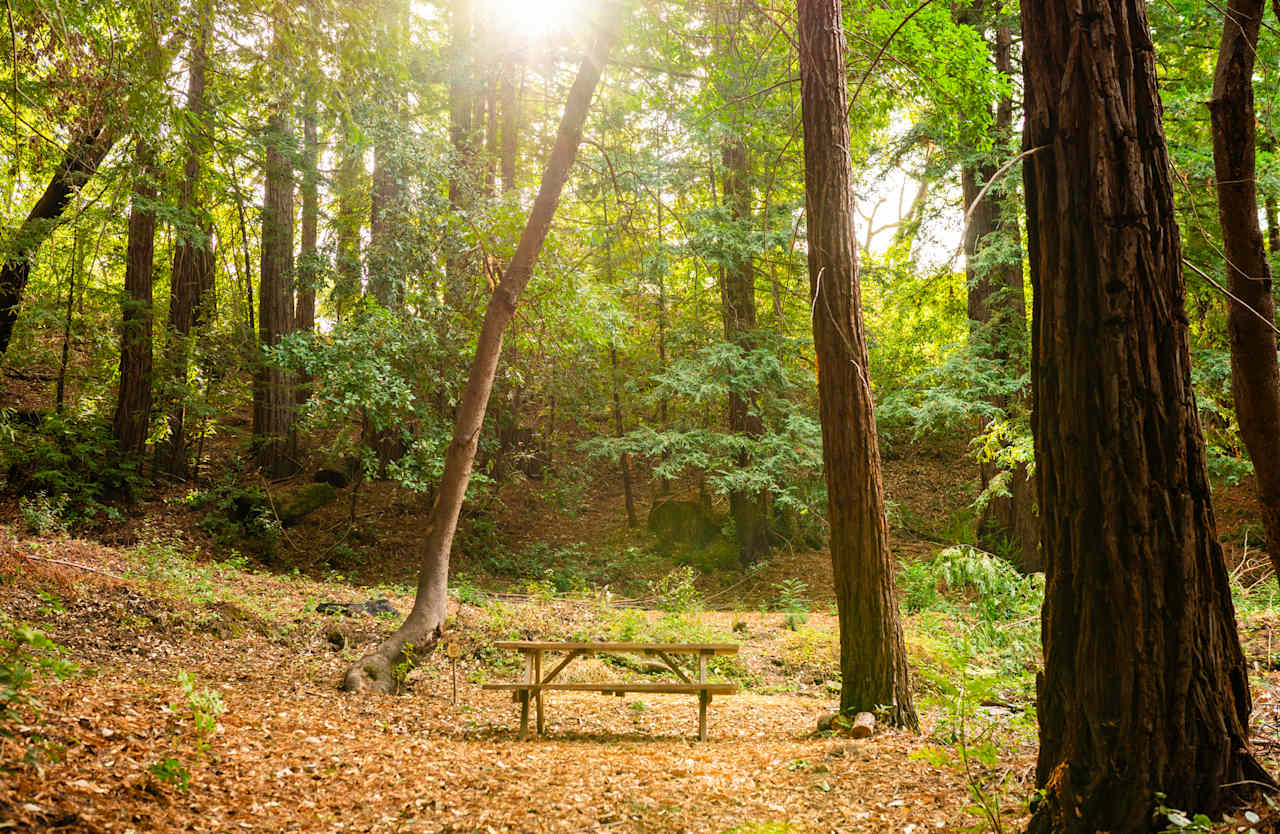 Tent site 6 w/ picnic table