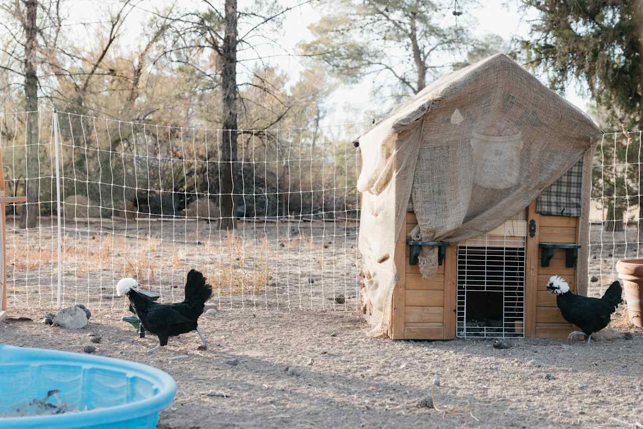 They have chickens with hats.