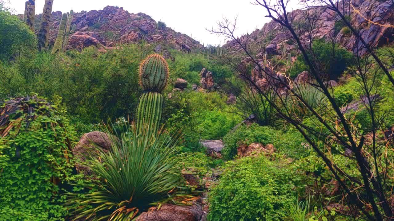 Amazing Bio Diversity Greenplosion!