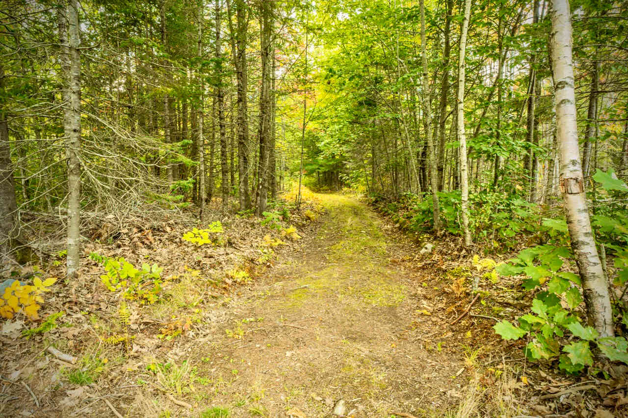 Forest Retreat