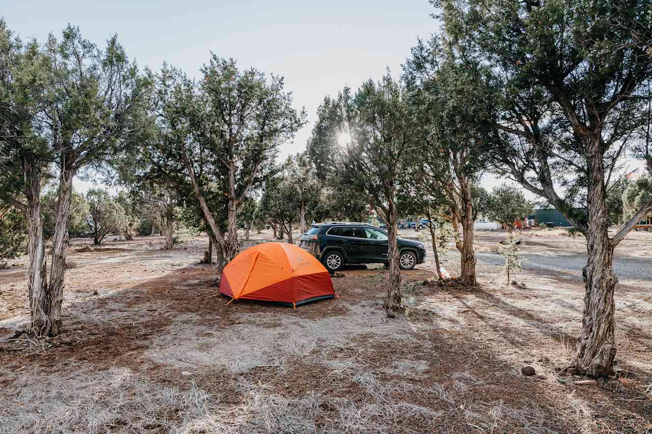 One of the dispersed tent sites among the trees.