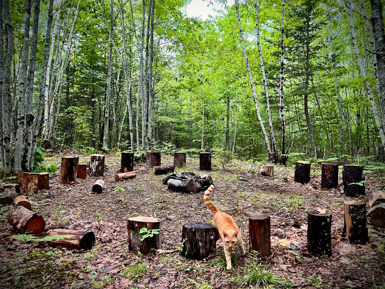 Forest Retreat