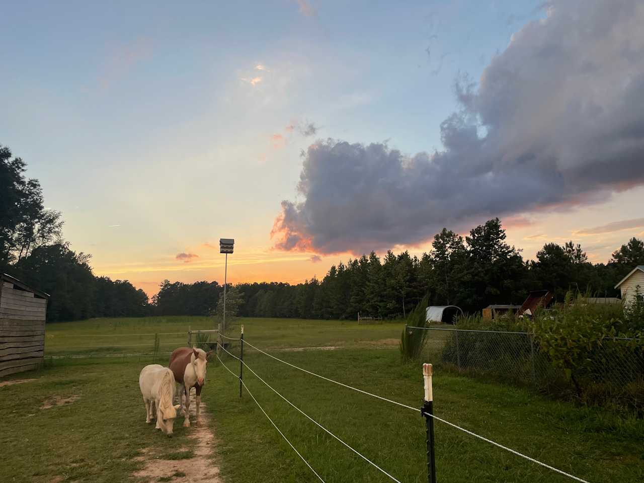 Lonely Birch Farm