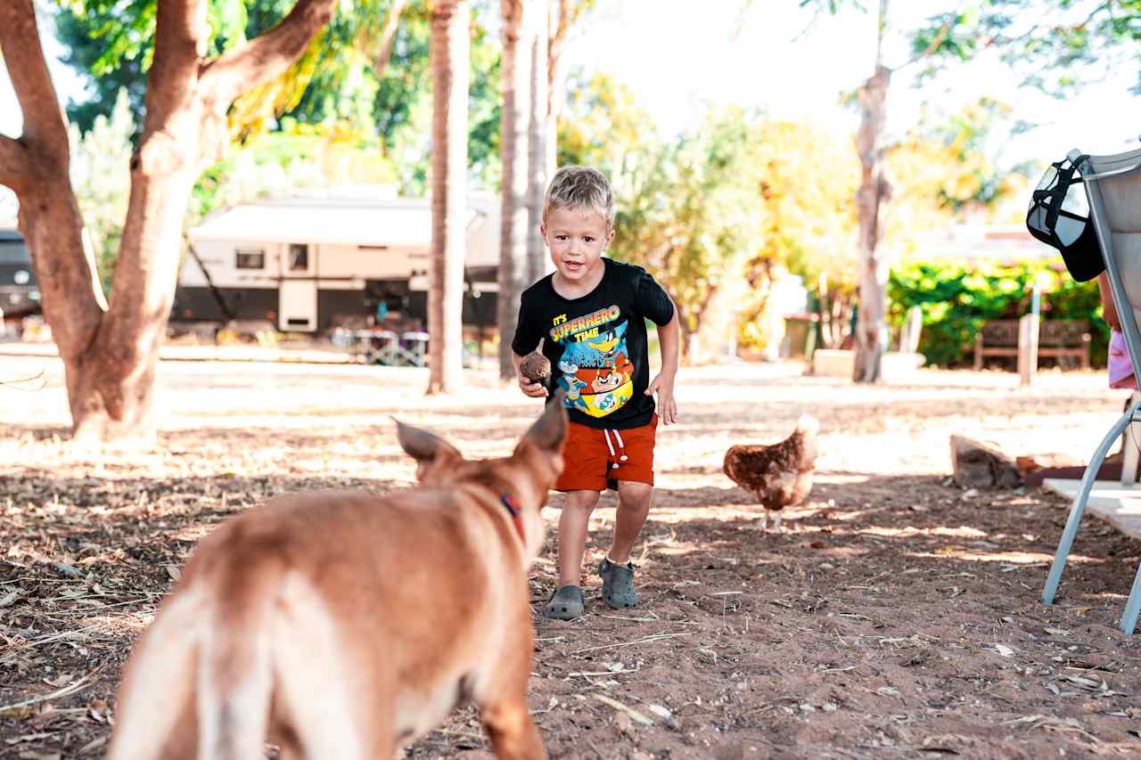 Poppy & Cheeky ready to chase the ball all day long! Our kids loved the animals.