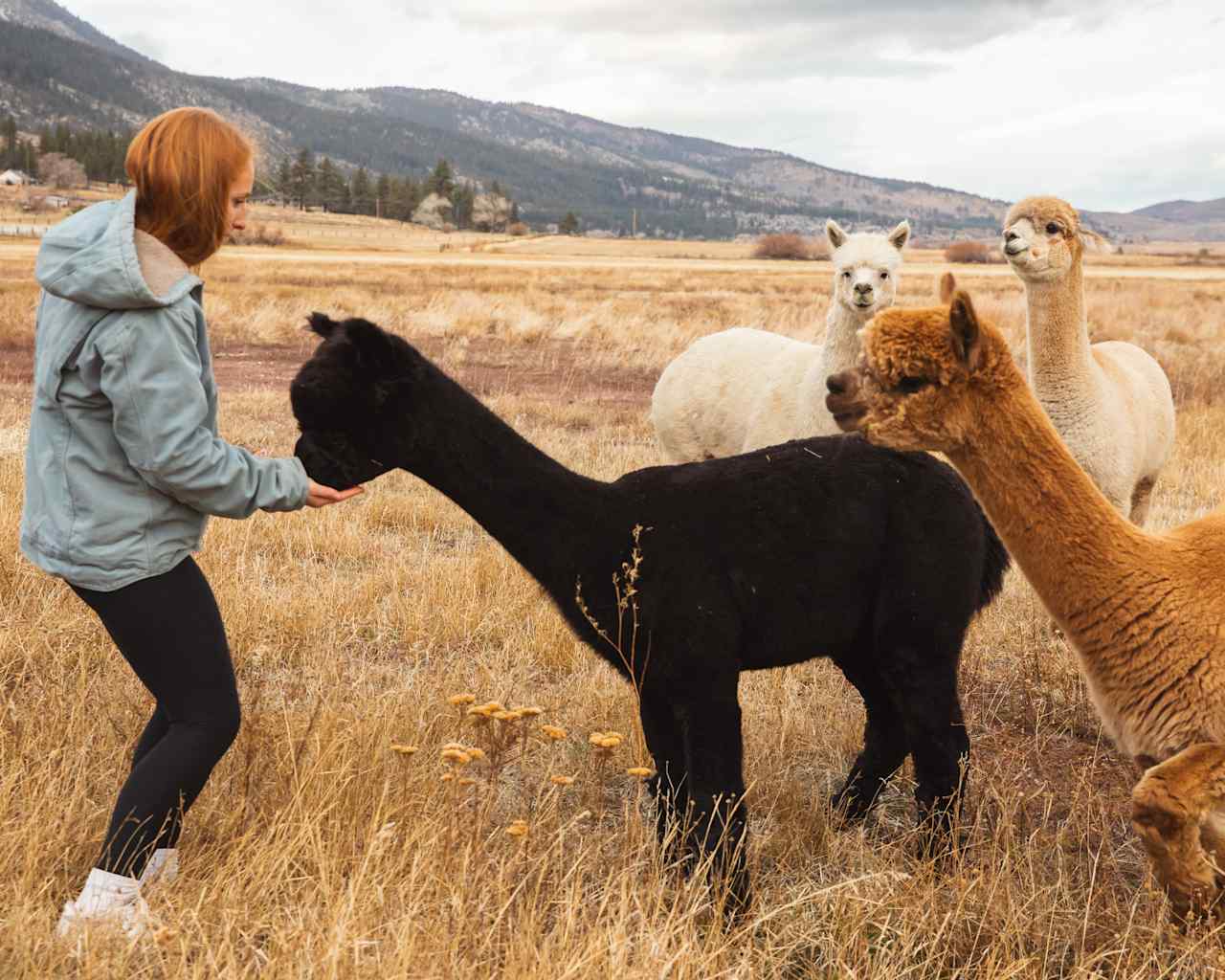 L.Davis Ranch and Olde LYFE Alpacas