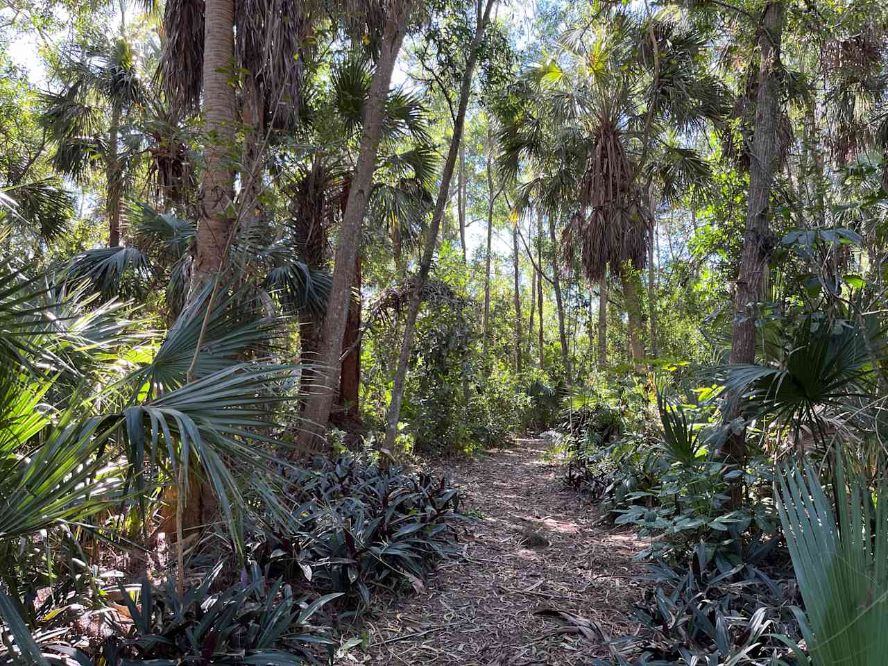 Pathway to campsite 2